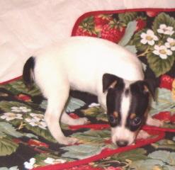 AKC Female -- Starlight